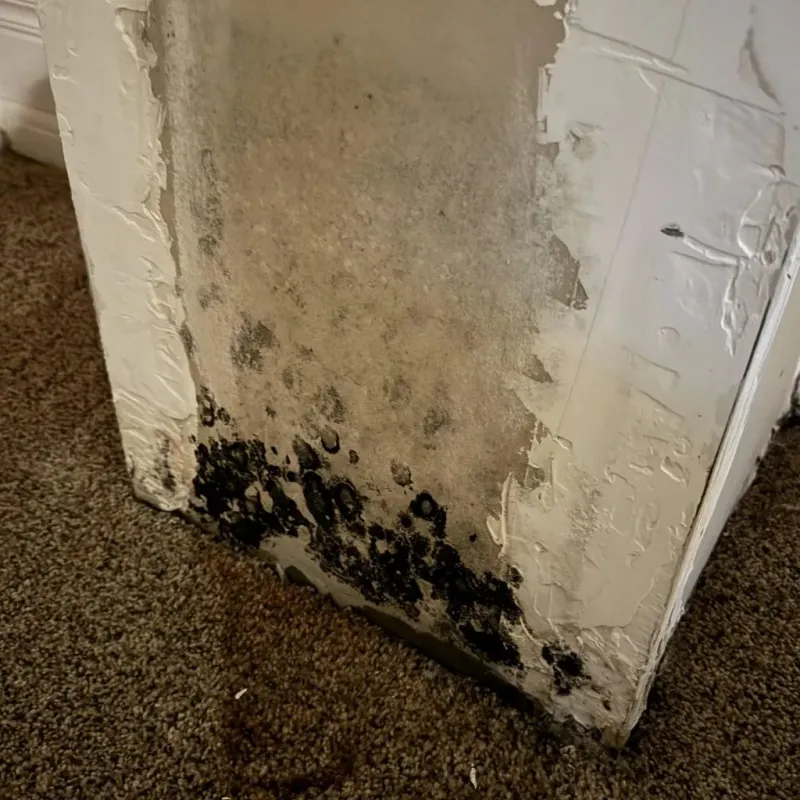 Professional Mold Removal in Morris, OK